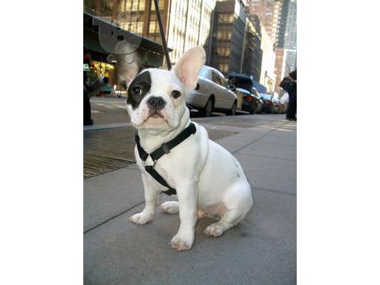 PoulaTo: Γαλλικο μπουλντογκ  καθαροαιμο κουταβακι